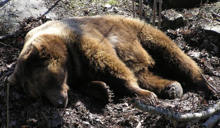 Ursii afectati de substante interzise