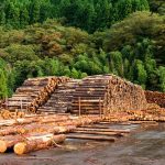 delict silvic in arges 95 metri cubi de lemne fara acte