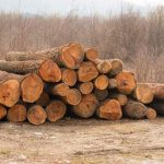 un nou delict silvic la rucar lemne fara acte