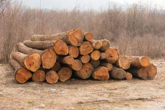 un nou delict silvic la rucar lemne fara acte