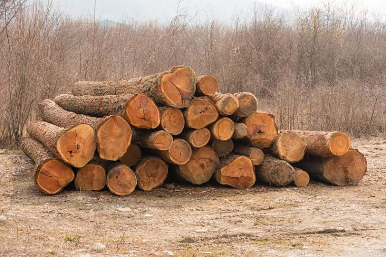 un nou delict silvic la rucar lemne fara acte