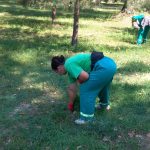 Controale si amenzi pentru ambrozie la Pitesti