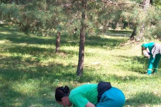 Controale si amenzi pentru ambrozie la Pitesti