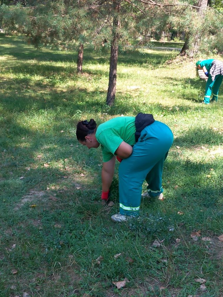 Controale si amenzi pentru ambrozie la Pitesti