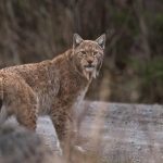 Copil grav ranit dupa muscatura unui ras