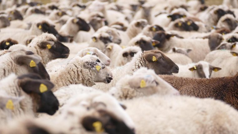 Crestator de oi acuzat de frauda de 22 milioane euro