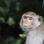 Fetita de 4 ani muscat de o maimu la zoo