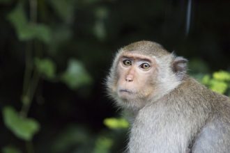 Fetita de 4 ani muscat de o maimu la zoo