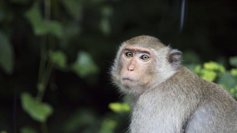 Fetita de 4 ani muscat de o maimu la zoo