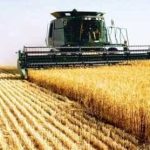 Producii record de cereale i rapi n Romnia