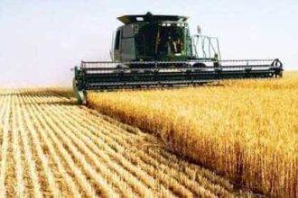 Producii record de cereale i rapi n Romnia