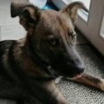 Romania locul 3 in UE la gospodarii cu caini