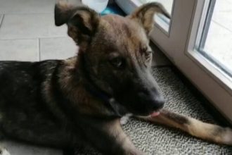 Romania locul 3 in UE la gospodarii cu caini