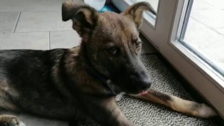 Romania locul 3 in UE la gospodarii cu caini