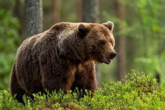 Unda verde pentru vanarea ursilor agresivi