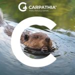 Castorii arhitectii invizibili ai raurilor mituri si povesti