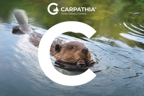 Castorii arhitectii invizibili ai raurilor mituri si povesti
