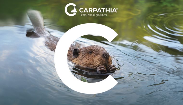 Castorii arhitectii invizibili ai raurilor mituri si povesti