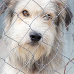 Federatia Nationala pentru Protectia Animalelor Primarii raspund penal pentru eutanasierea cainilor