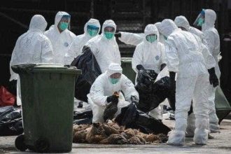 Gripa aviara afecteaza Europa focare in 10 tari