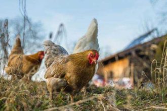 Gripa aviara loveste Germania pasari sacrificate in ferme