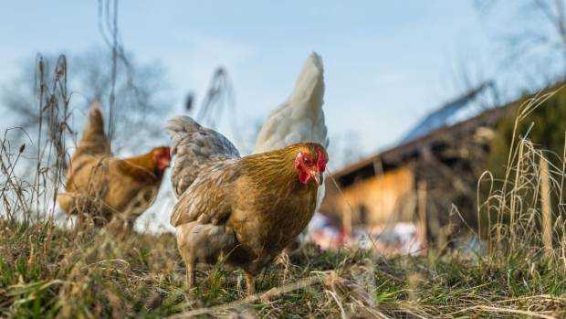 Gripa aviara loveste Germania pasari sacrificate in ferme