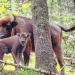 Premier in Fgra A aprut a doua generaie de zimbri