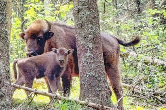 Premier in Fgra A aprut a doua generaie de zimbri