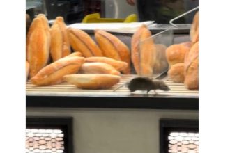 Sobolan prins intr o brutarie din Capitala inchisa temporar