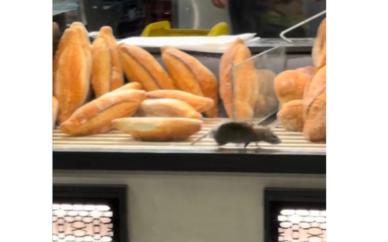 Sobolan prins intr o brutarie din Capitala inchisa temporar