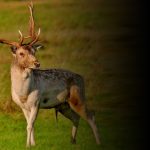 Animalul care se intoarce in padurile Romaniei dupa aproape 100 de ani