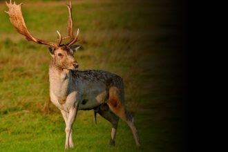 Animalul care se intoarce in padurile Romaniei dupa aproape 100 de ani