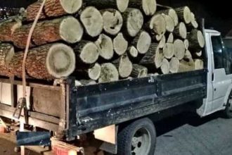 Argesean prins cu camion incarcat nejustificat cu lemne