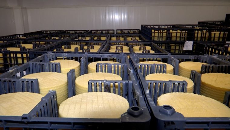 Branza romanesc premiata cu aur la un concurs din Elvetia