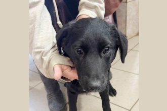 Campanie gratuita de sterilizare caini si pisici Curtea de Arges