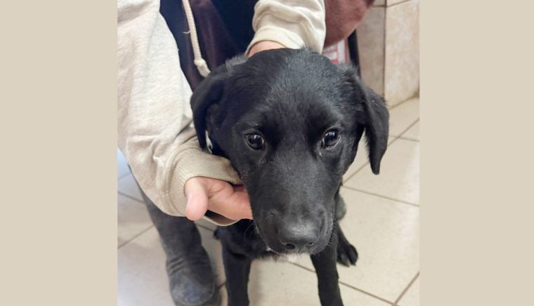 Campanie gratuita de sterilizare caini si pisici Curtea de Arges