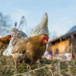 Focar de gripa aviara la granita Romaniei