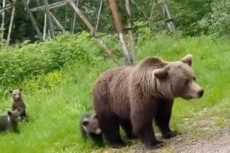 Monitorizarea faunei salbatice prin satelit reluata dupa pauza