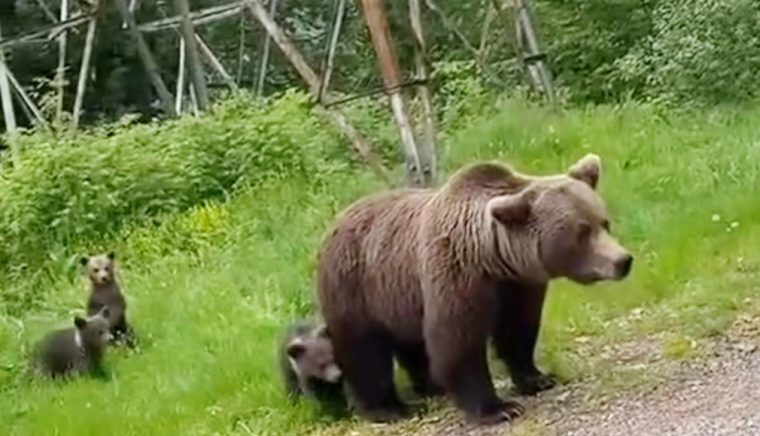 Monitorizarea faunei salbatice prin satelit reluata dupa pauza