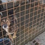 Propunere controversata la Stalpeni adapost caini fara stapan