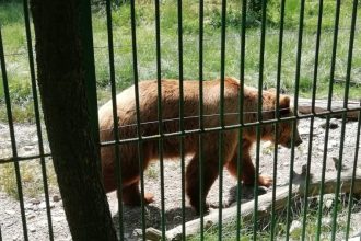 Zoo Pitesti deschisa luni 1 Decembrie