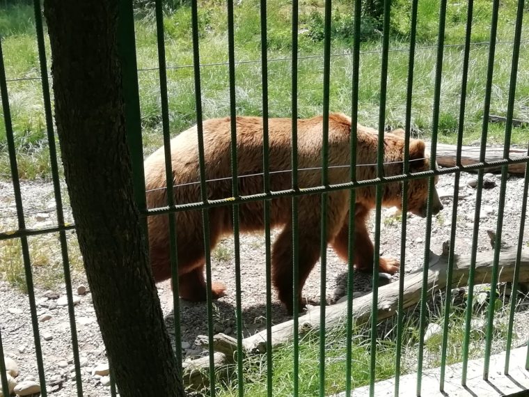 Zoo Pitesti deschisa luni 1 Decembrie