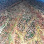 Agent Green Jaf in paduri pe Valea Valsanului