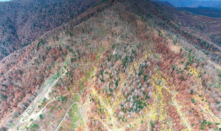 Agent Green Jaf in paduri pe Valea Valsanului