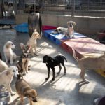 Animale in pericol in Arges 115 caini si 21 pisici adapostite