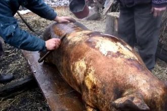 Cand este Ignatul traditii si obiceiuri