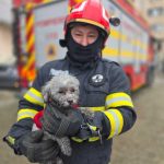 Cum a scapat catelul Toto din incendiu