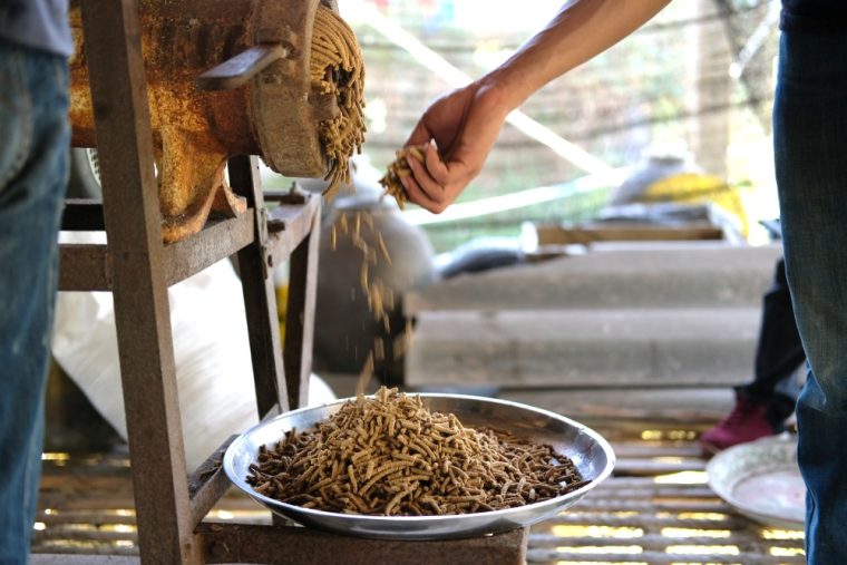 Cum sa prepari furaje granulate pentru gaini si porci