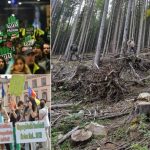 Implicarea civica a reducut taierile ilegale dar furtul continua