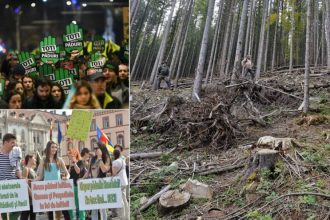 Implicarea civica a reducut taierile ilegale dar furtul continua